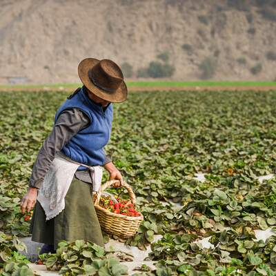 fairtrade conceptfoto vrouw plukt aardbeien